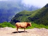 Koeien bij Paul da Serra