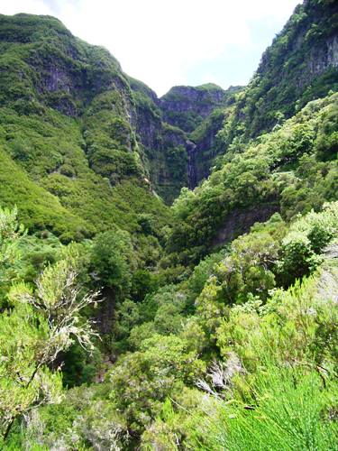 Het laurisilva ofte laurierwoud van Madeira