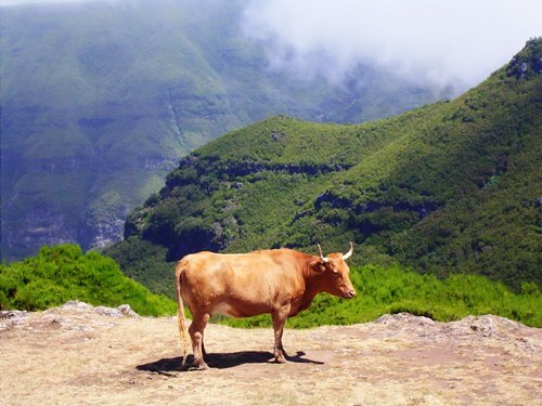Een koe bij de parkeerplaats boven Rabacal