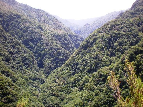 dal in het laurisilva van Madeira